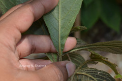 Lamprachaenium microcephalum